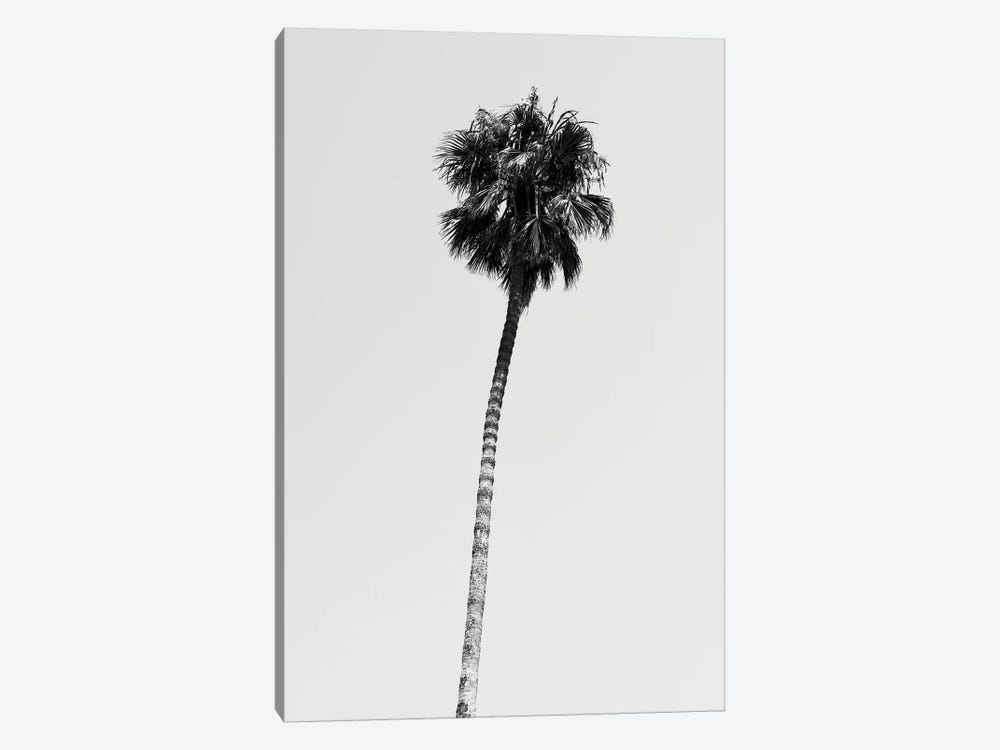 Black California Series - Hollywood Palm Tree by Philippe Hugonnard 1-piece Art Print