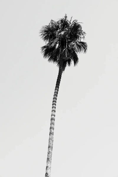 Los Angeles: Hollywood Palm Tree by Philippe Hugonnard