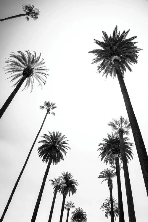 Beverly Hills Palm Trees Alley