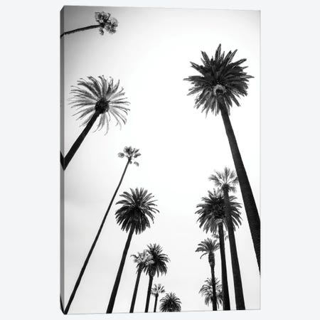 Black California Series - Beverly Hills Palm Trees Alley Canvas Print #PHD1787} by Philippe Hugonnard Canvas Art Print