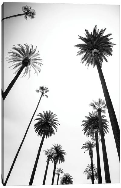 Black California Series - Beverly Hills Palm Trees Alley Canvas Art Print - Philippe Hugonnard