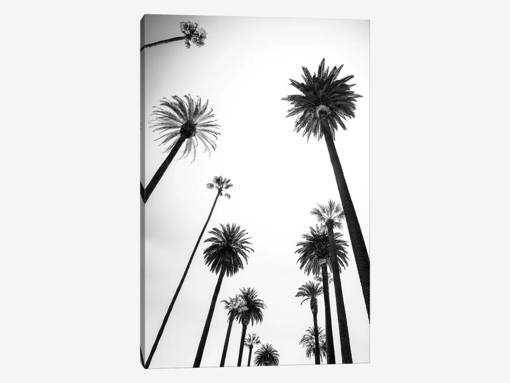 Black California Series - Beverly Hills Palm Trees Alley by Philippe Hugonnard 1-piece Canvas Artwork