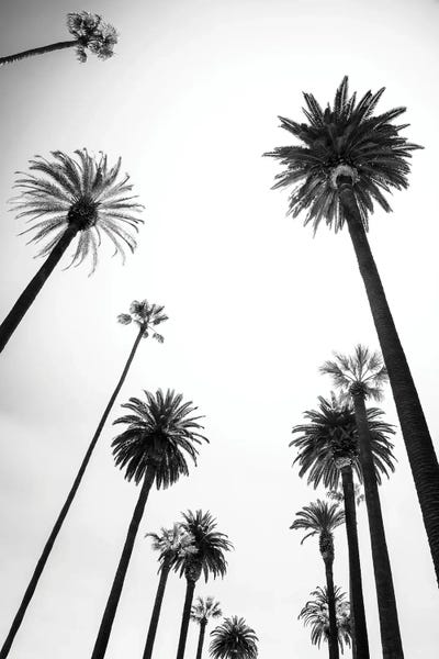 Beverly Hills: Beverly Hills Palm Trees Alley by Philippe Hugonnard