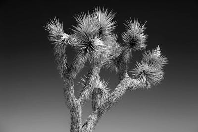 Joshua Tree II by Philippe Hugonnard framed canvas print
