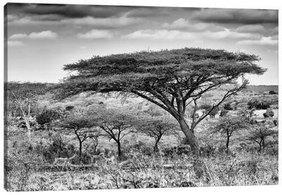 Acacia Trees Canvas Art Print - African Safari