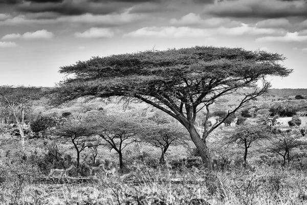 Black & White Scenic Art: Acacia Trees by Philippe Hugonnard