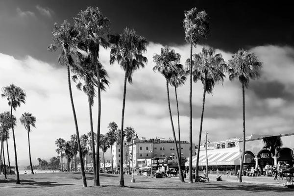 Los Angeles: Venice Beach Palm Trees by Philippe Hugonnard
