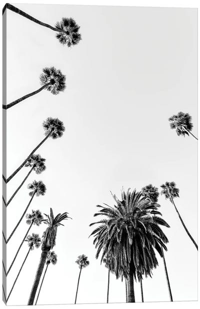 Black California Series - Palm Trees Canvas Art Print - Tropical Décor