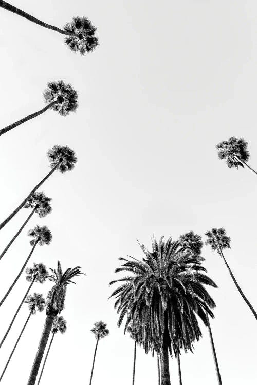 Black California Series - Palm Trees