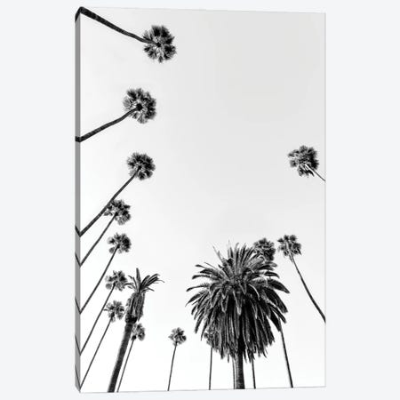 Black California Series - Palm Trees Canvas Print #PHD1798} by Philippe Hugonnard Art Print