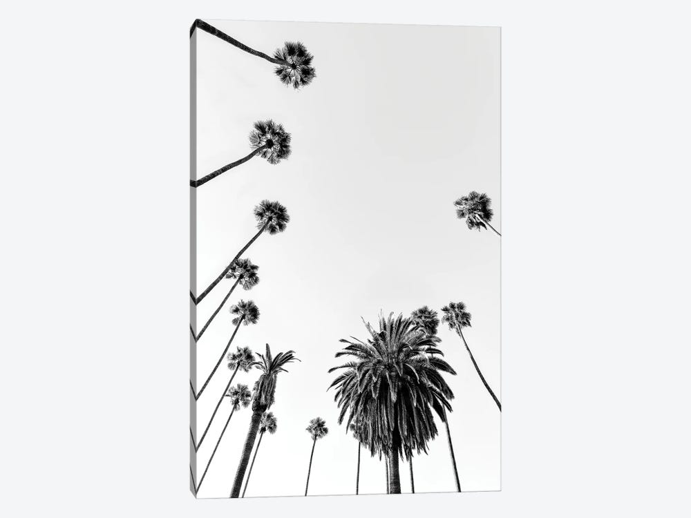 Black California Series - Palm Trees by Philippe Hugonnard 1-piece Canvas Wall Art
