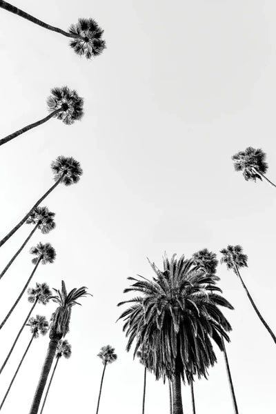 California: Palm Trees by Philippe Hugonnard