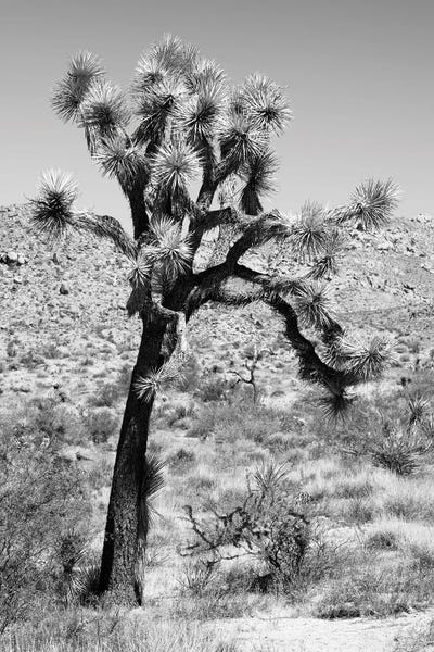 Joshua Trees Desert II by Philippe Hugonnard framed canvas print