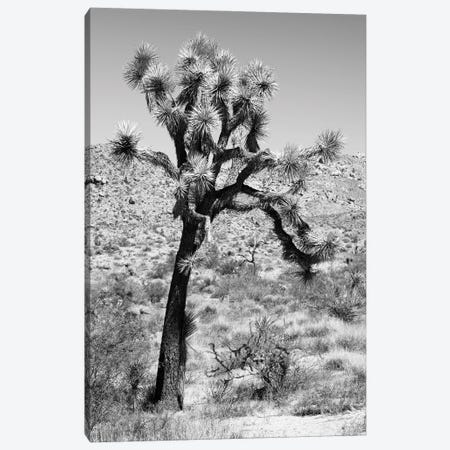 Black California Series - Joshua Trees Desert II Canvas Print #PHD1799} by Philippe Hugonnard Canvas Art Print