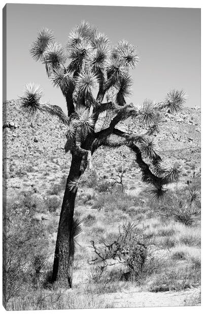 Black California Series - Joshua Trees Desert II Canvas Art Print - Joshua Tree National Park