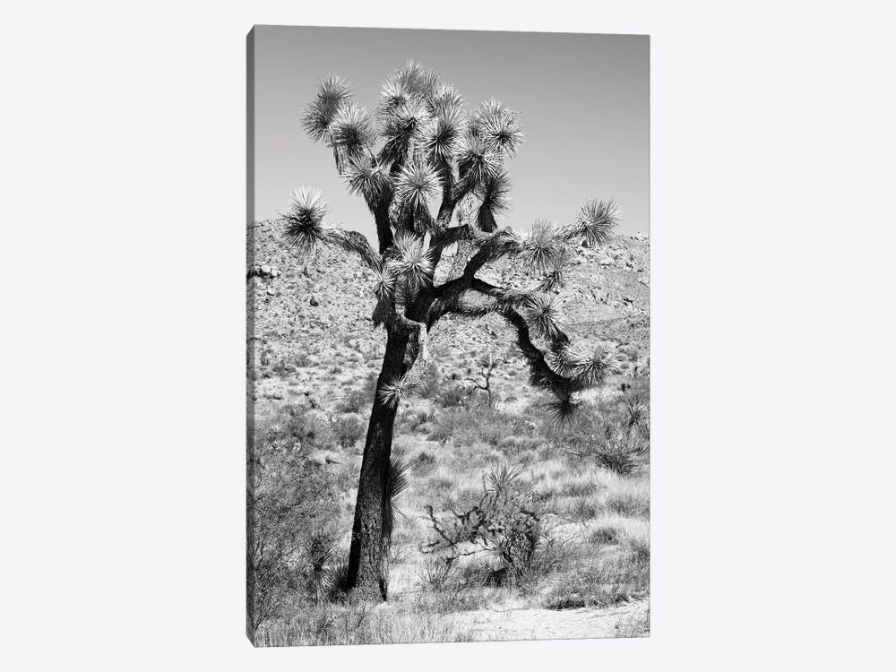 Black California Series - Joshua Trees Desert II by Philippe Hugonnard 1-piece Canvas Print