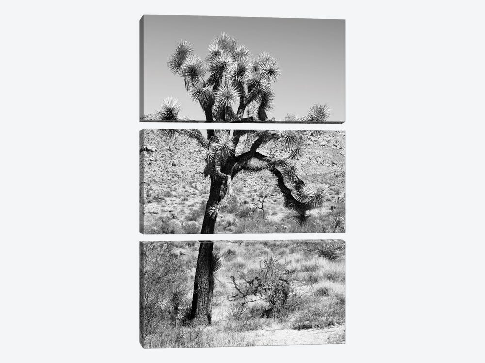Black California Series - Joshua Trees Desert II by Philippe Hugonnard 3-piece Canvas Art Print
