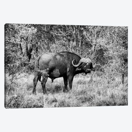 African Cape Buffalo Canvas Print #PHD179} by Philippe Hugonnard Canvas Artwork
