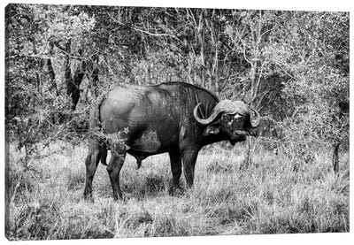 African Cape Buffalo Canvas Art Print - African Safari