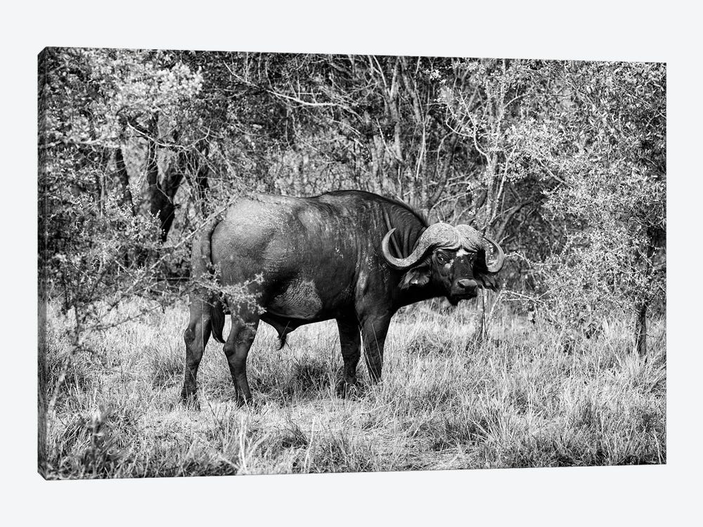 African Cape Buffalo by Philippe Hugonnard 1-piece Art Print