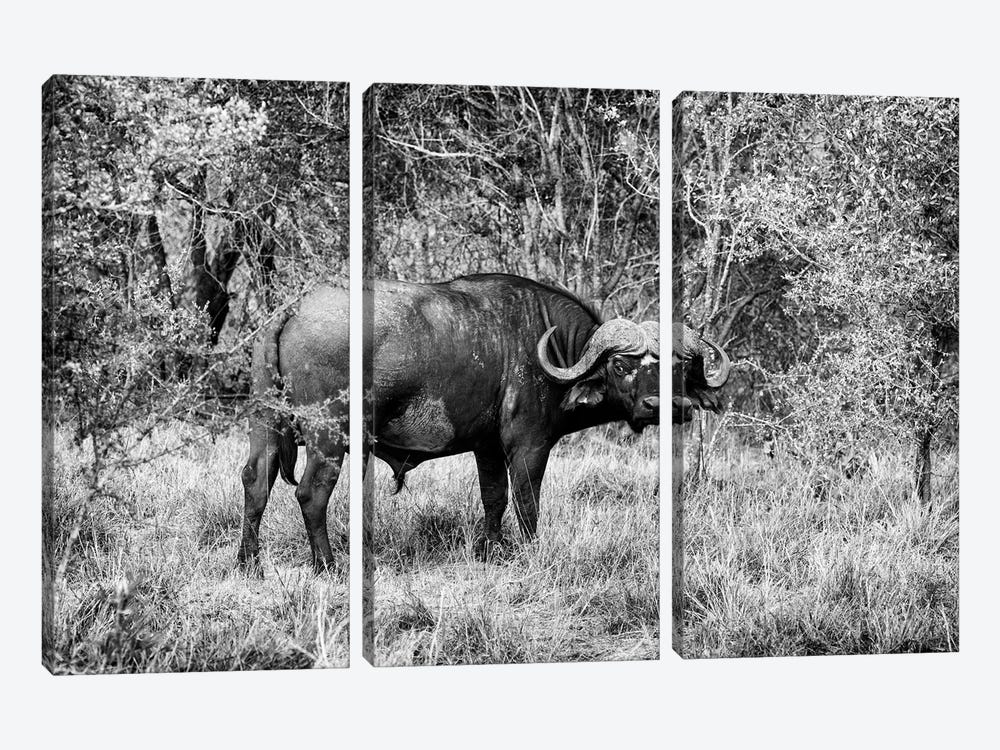 African Cape Buffalo by Philippe Hugonnard 3-piece Canvas Print