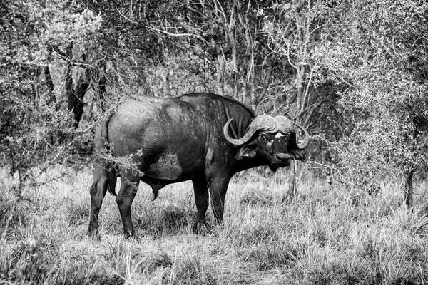 Bison & Buffaloes: African Cape Buffalo by Philippe Hugonnard