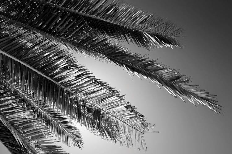 Black California Series - Palm by Philippe Hugonnard wall art