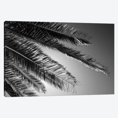Black California Series - Palm Canvas Print #PHD1800} by Philippe Hugonnard Canvas Art Print