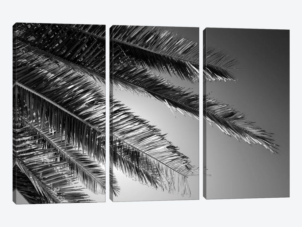 Black California Series - Palm by Philippe Hugonnard 3-piece Art Print