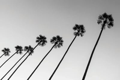 Black California Series - Line Of Palm Trees by Philippe Hugonnard canvas print