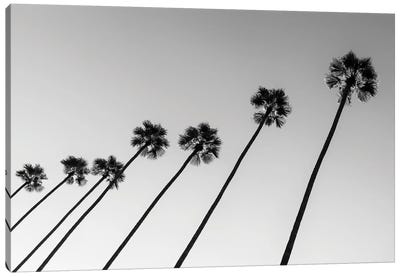 Black California Series - Line Of Palm Trees Canvas Art Print - All Black Collection