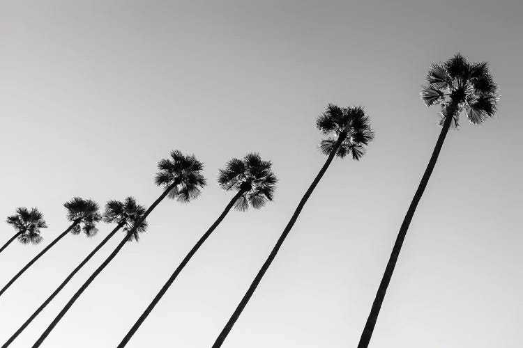 Black California Series - Line Of Palm Trees