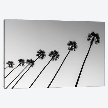 Black California Series - Line Of Palm Trees Canvas Print #PHD1801} by Philippe Hugonnard Art Print