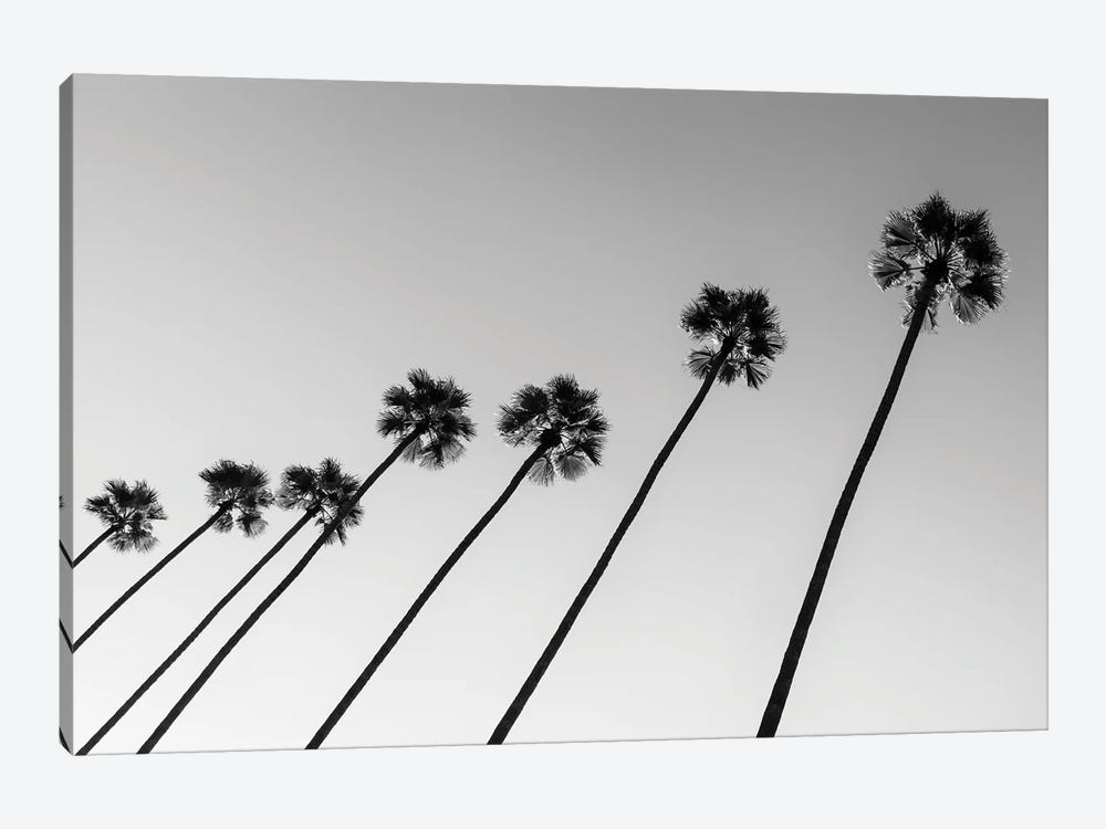 Black California Series - Line Of Palm Trees by Philippe Hugonnard 1-piece Canvas Artwork