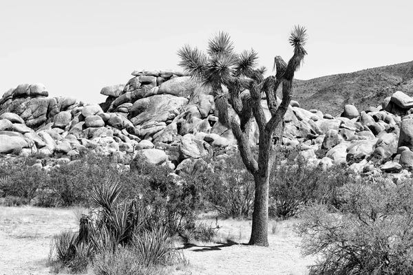 Joshua Tree National Park: Joshua Tree Bouldering II by Philippe Hugonnard