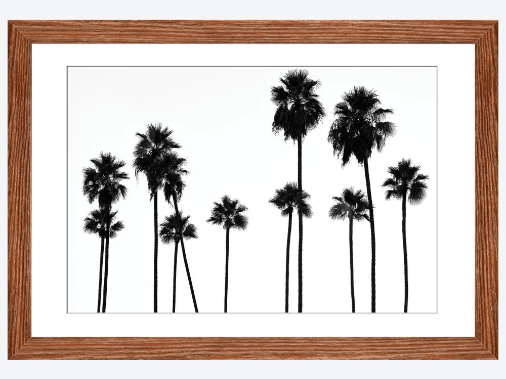 black and white pictures of palm trees
