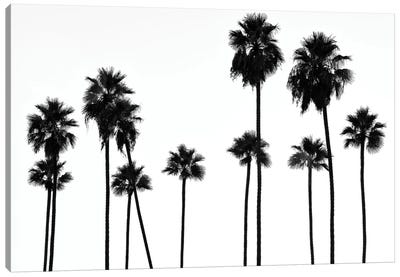 Black California Series - Palm Trees L.A Canvas Art Print - Tropical Décor
