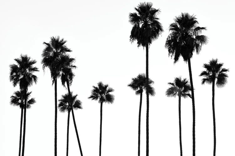 Black California Series - Palm Trees L.A by Philippe Hugonnard wall art