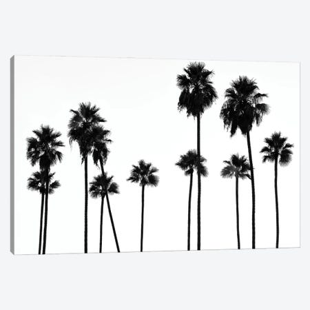 Black California Series - Palm Trees L.A Canvas Print #PHD1808} by Philippe Hugonnard Art Print