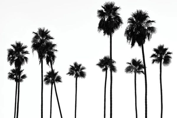 California: Palm Trees L.A by Philippe Hugonnard