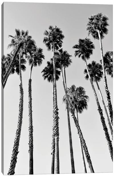 Black California Series - Palm Trees Beverly Hills Canvas Art Print - All Black Collection