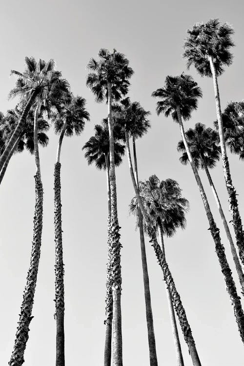 Palm Trees Beverly Hills