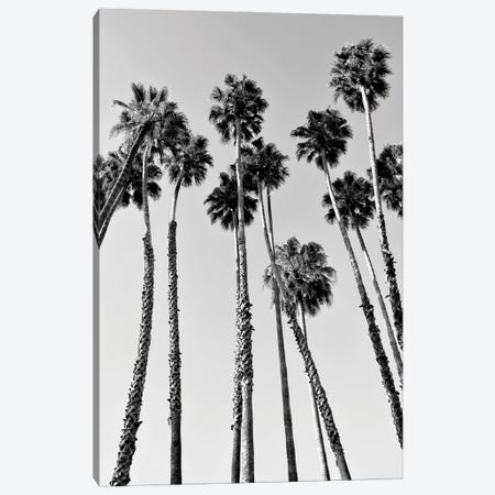 Black California Series - Palm Trees Beverly Hills Canvas Print #PHD1809} by Philippe Hugonnard Canvas Print