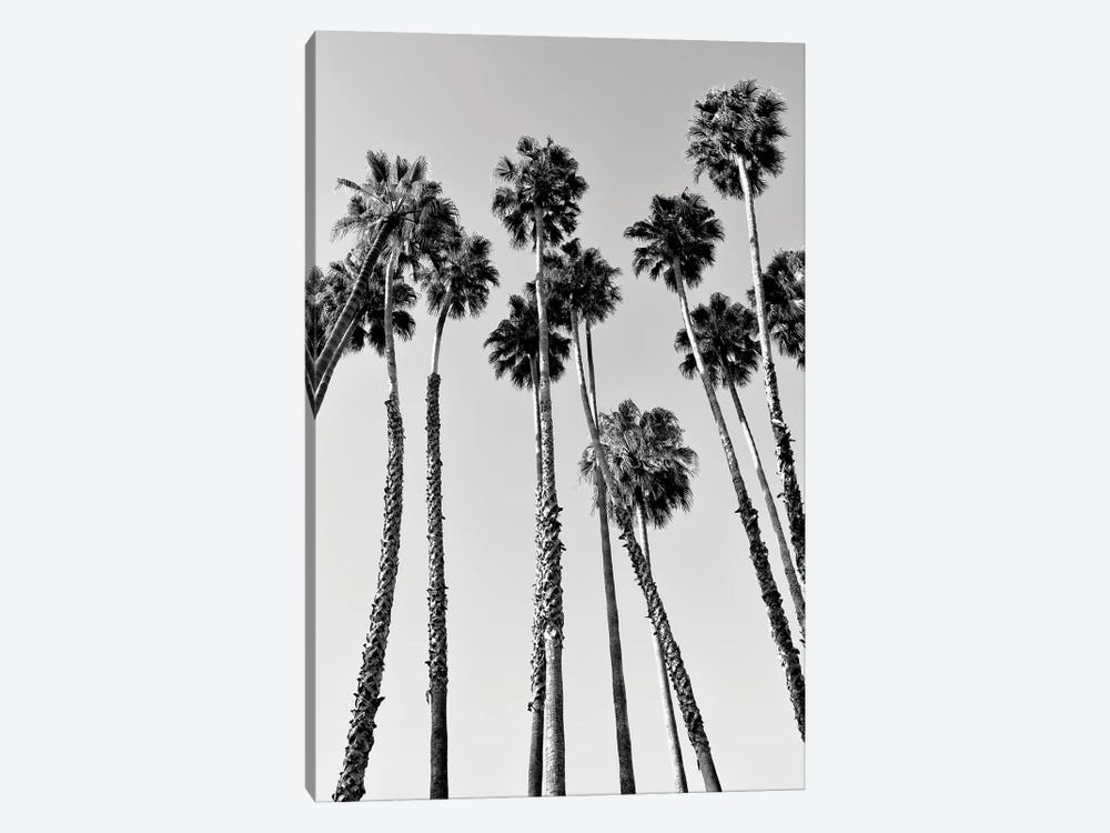 Black California Series - Palm Trees Beverly Hills by Philippe Hugonnard 1-piece Canvas Wall Art