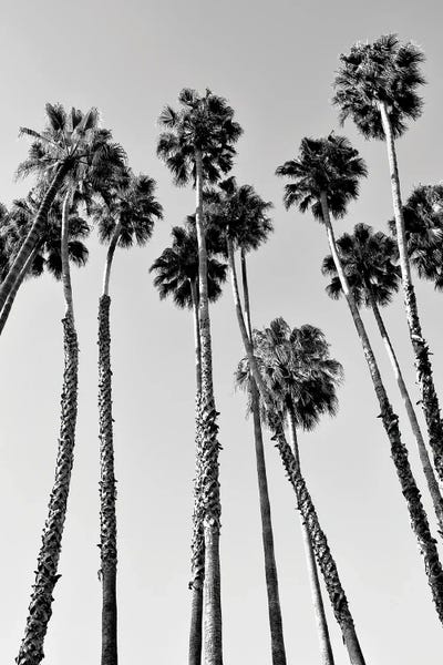 Beverly Hills: Palm Trees Beverly Hills by Philippe Hugonnard