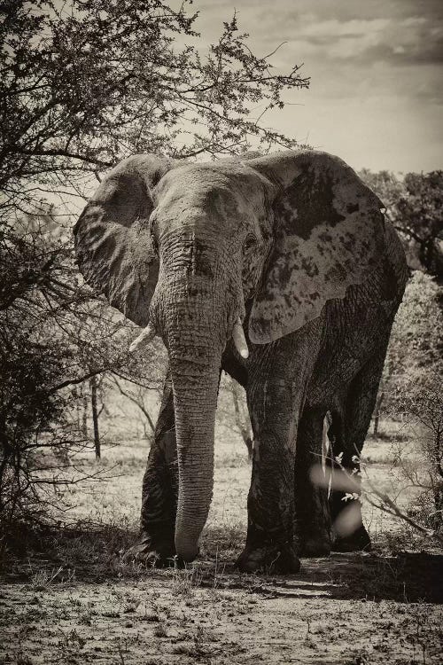 African Elephant Portrait