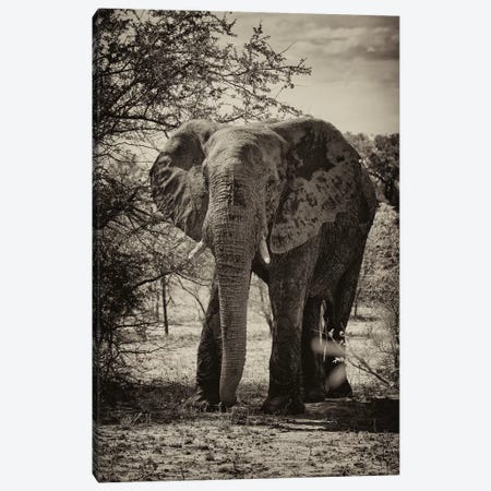 African Elephant Portrait Canvas Print #PHD180} by Philippe Hugonnard Art Print