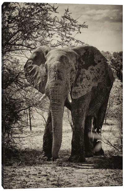 African Elephant Portrait Canvas Art Print - African Safari