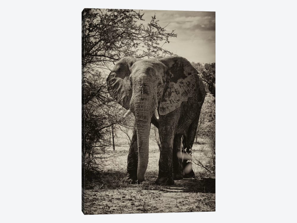 African Elephant Portrait by Philippe Hugonnard 1-piece Art Print