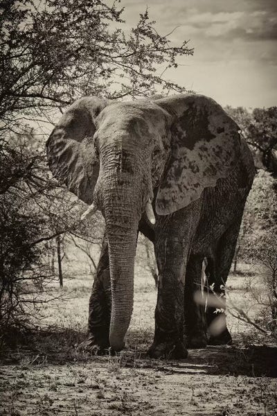 Elephants: African Elephant Portrait by Philippe Hugonnard